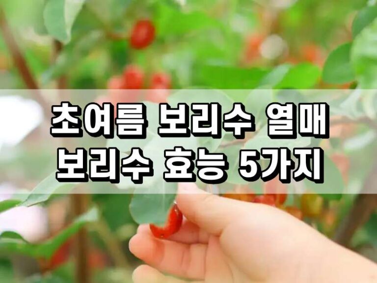 보리수 열매