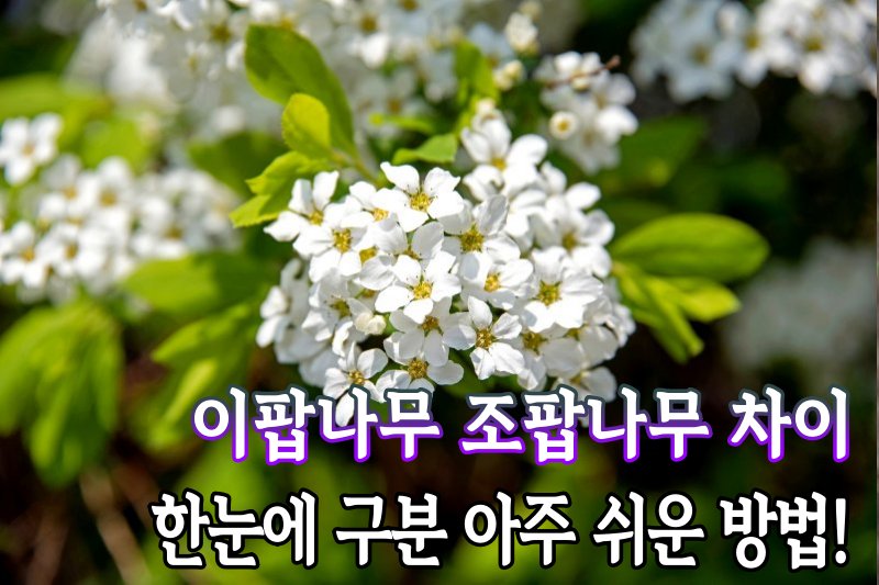 이팝나무 조팝나무 차이 특징 쉬운 구분법 - broCrown