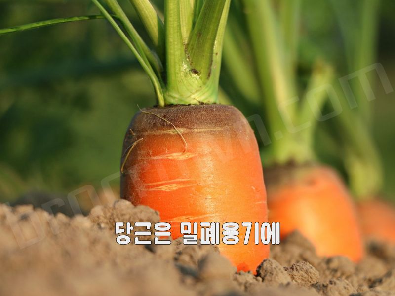 채소 오래 보관하는 방법