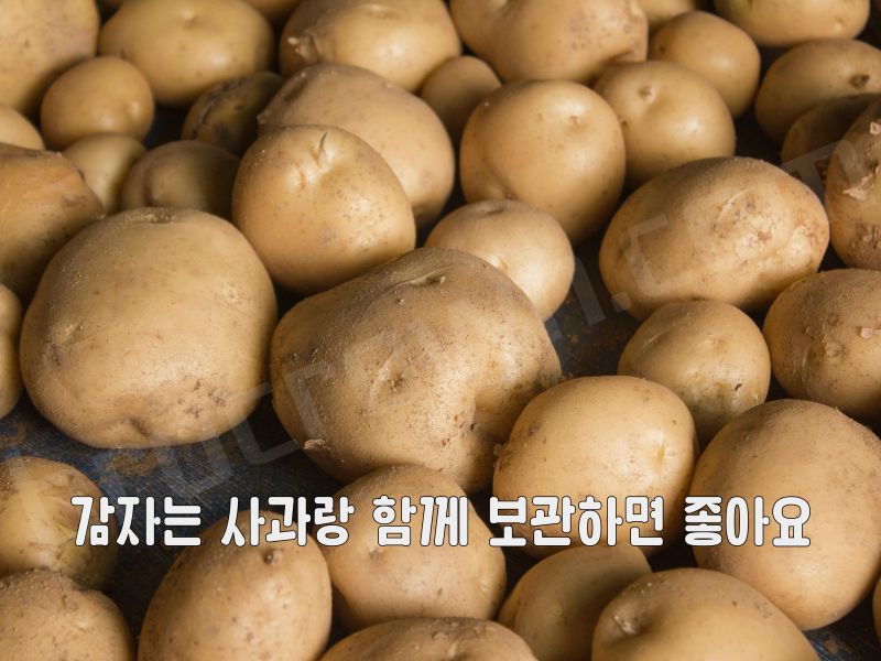 채소 오래 보관하는 방법