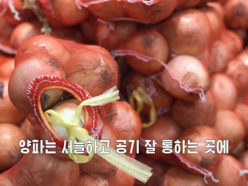 양파 오래 보관하는 방법