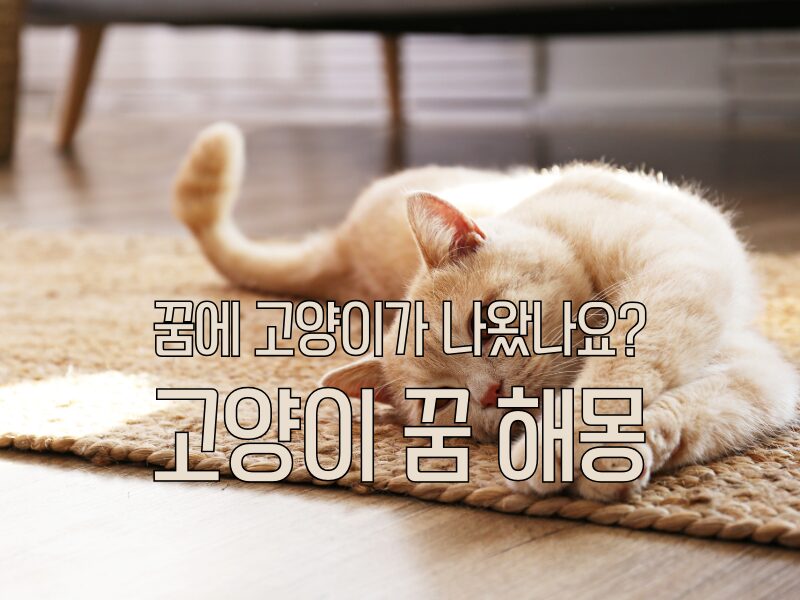 고양이 꿈 해몽