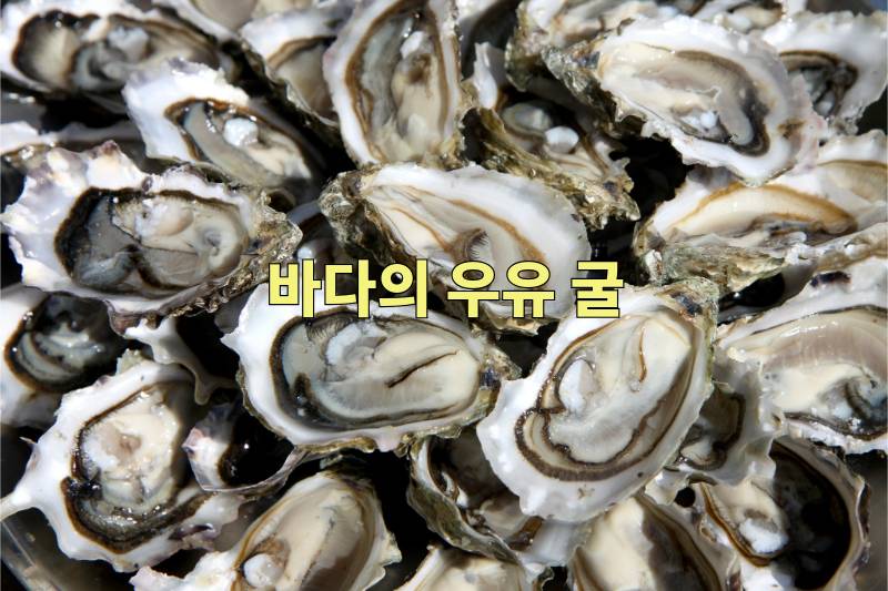 오메가3 음식 굴